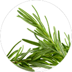 Rosemary