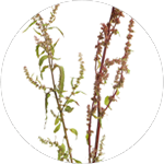 Rumex occidentalis