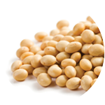 Soy Bean